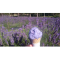 Фото Экскурсия на лавандовую ферму Port Arthur Lavender Farm (Австралия, Порт Артур)