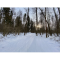 Фото Лыжня в Мещерском парке (Россия, Московская область)