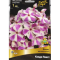 Фото Корневище флокса метельчатого Агрохолдинг Поиск "Кэнди Твист"