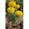 Фото Бархатцы Антигуа рассада Tagetes Erecta Antigua Пятерочка