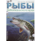 Фото Книга "Рыбы Забайкальского края " - Горлачев В.П, Горлачева Е.П.